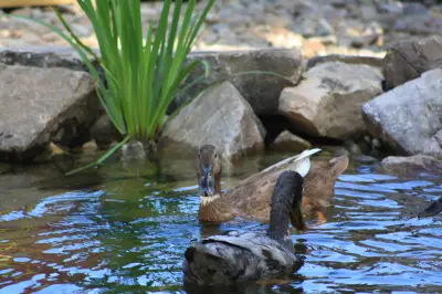 water-features